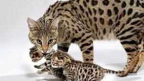 Котка савана - колко е малък домашен гепард